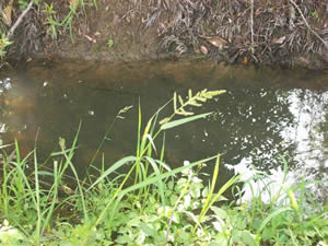 Woolworths Sewerage still Bogged in the Mud