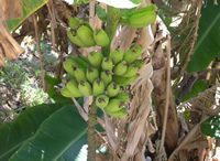 Mullumbimby Community Garden Project